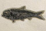 Two Detailed Fossil Fish (Knightia) - Wyoming #163441-1